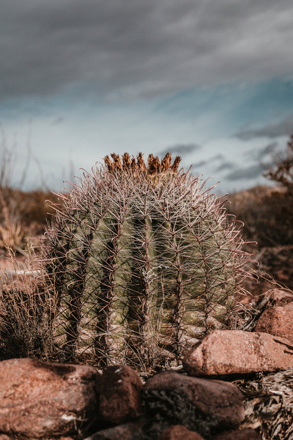 The Cute Cactus Childens Boutique